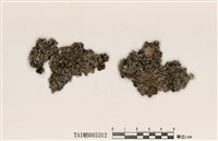 藏品(雪花衣屬)的圖片